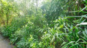 Burgers Bush