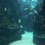 Burgers ocean