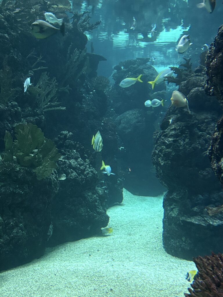Burgers ocean
